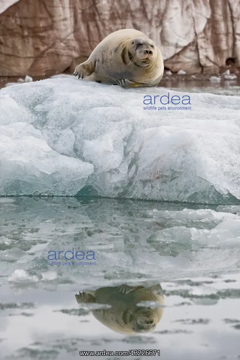: Norway, Svalbard, Spitsbergen, Bearded Seal : Norway, Svalbard, Spitsbergen, Bearded Seal