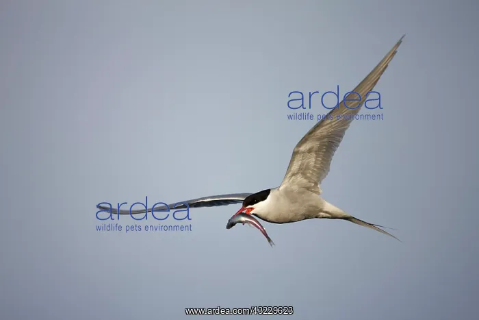: Norway, Svalbard, Spitsbergen Island, Arctic : Norway, Svalbard, Spitsbergen Island, Arctic