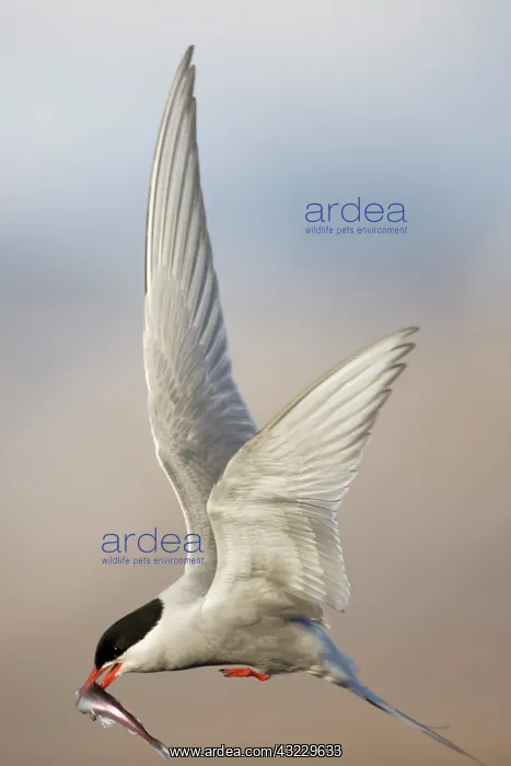 : Norway, Svalbard, Spitsbergen Island, Arctic : Norway, Svalbard, Spitsbergen Island, Arctic