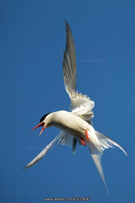 : Norway, Svalbard, Spitsbergen Island, Arctic : Norway, Svalbard, Spitsbergen Island, Arctic