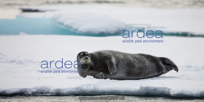 : Norway, Svalbard, Spitsbergen Island, Bearded : Norway, Svalbard, Spitsbergen Island, Bearded