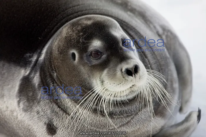 : Norway, Svalbard, Spitsbergen Island, Bearded : Norway, Svalbard, Spitsbergen Island, Bearded