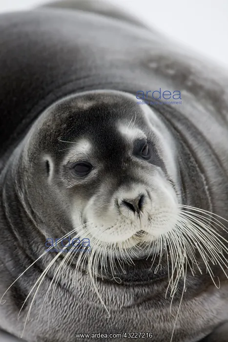 : Norway, Svalbard, Spitsbergen Island, Bearded : Norway, Svalbard, Spitsbergen Island, Bearded
