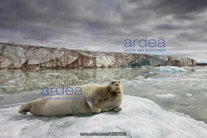 : Norway, Svalbard, Spitsbergen Island, Bearded : Norway, Svalbard, Spitsbergen Island, Bearded