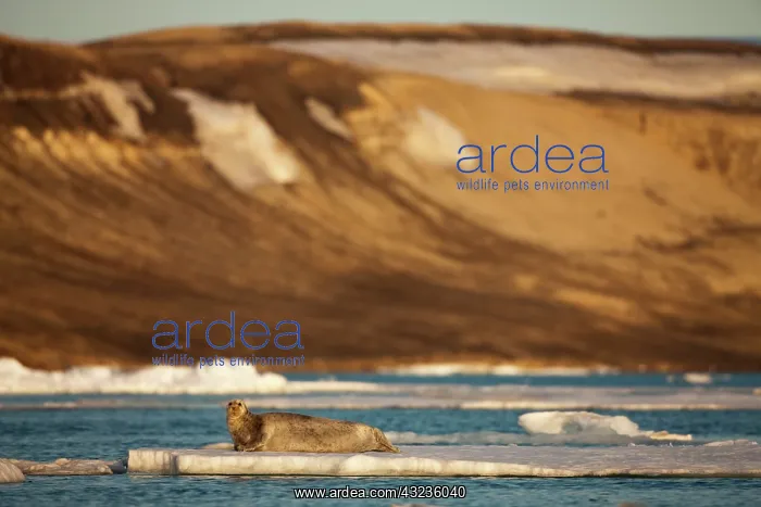 : Norway, Svalbard, Spitsbergen Island, Bearded : Norway, Svalbard, Spitsbergen Island, Bearded