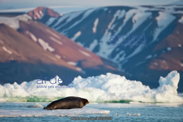 : Norway, Svalbard, Spitsbergen Island, Bearded : Norway, Svalbard, Spitsbergen Island, Bearded
