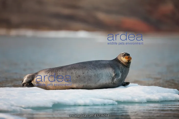 : Norway, Svalbard, Spitsbergen Island, Bearded : Norway, Svalbard, Spitsbergen Island, Bearded