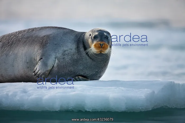 : Norway, Svalbard, Spitsbergen Island, Bearded : Norway, Svalbard, Spitsbergen Island, Bearded