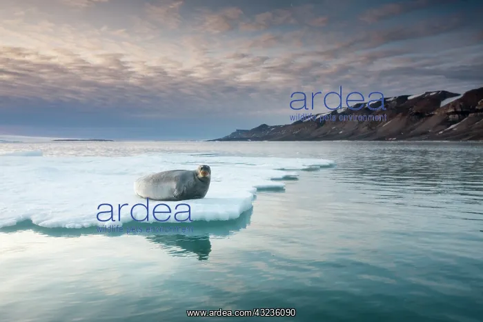 : Norway, Svalbard, Spitsbergen Island, Bearded : Norway, Svalbard, Spitsbergen Island, Bearded