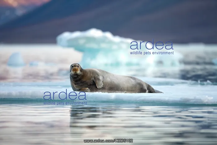 : Norway, Svalbard, Spitsbergen Island, Bearded : Norway, Svalbard, Spitsbergen Island, Bearded