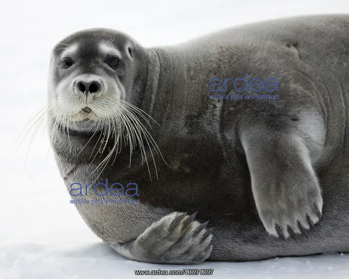 : Norway, Svalbard, Spitsbergen Island, Bearded : Norway, Svalbard, Spitsbergen Island, Bearded