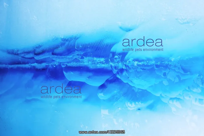 : Norway, Svalbard, Spitsbergen Island, Close-up : Norway, Svalbard, Spitsbergen Island, Close-up