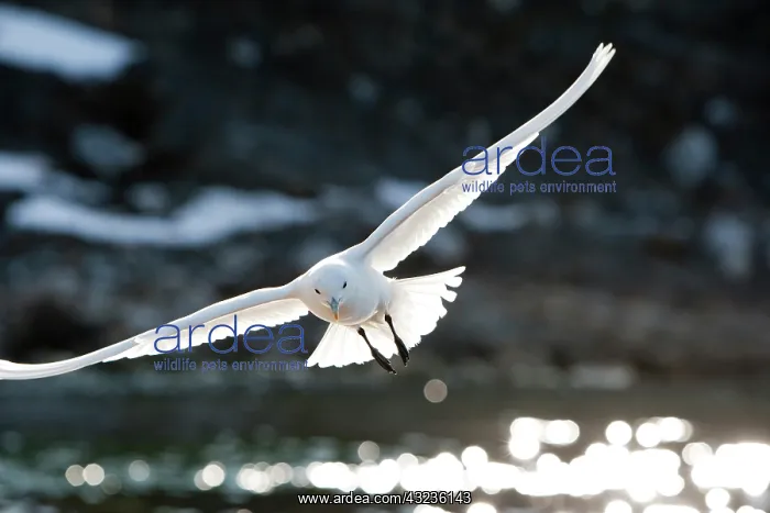  : Norway, Svalbard, Spitsbergen Island, Ivory