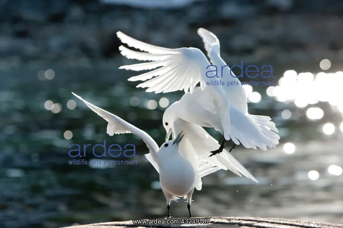 : Norway, Svalbard, Spitsbergen Island, Ivory : Norway, Svalbard, Spitsbergen Island, Ivory