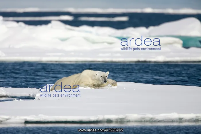 : Norway, Svalbard, Spitsbergen Island, Polar : Norway, Svalbard, Spitsbergen Island, Polar