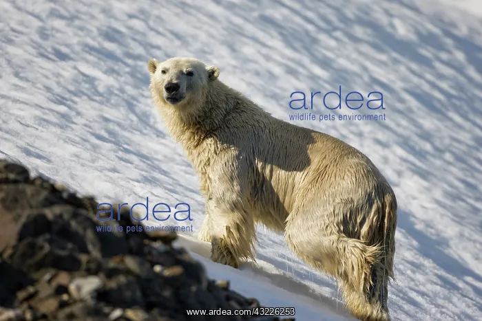  : Norway, Svalbard, Spitsbergen Island, Polar