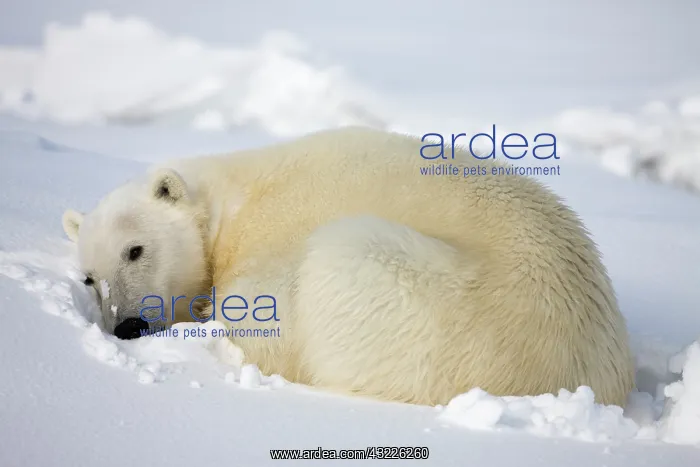 : Norway, Svalbard, Spitsbergen Island, Polar : Norway, Svalbard, Spitsbergen Island, Polar