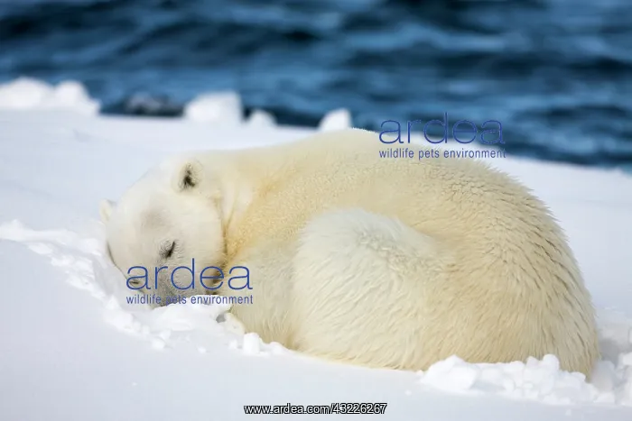 : Norway, Svalbard, Spitsbergen Island, Polar : Norway, Svalbard, Spitsbergen Island, Polar