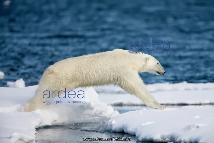 : Norway, Svalbard, Spitsbergen Island, Polar : Norway, Svalbard, Spitsbergen Island, Polar