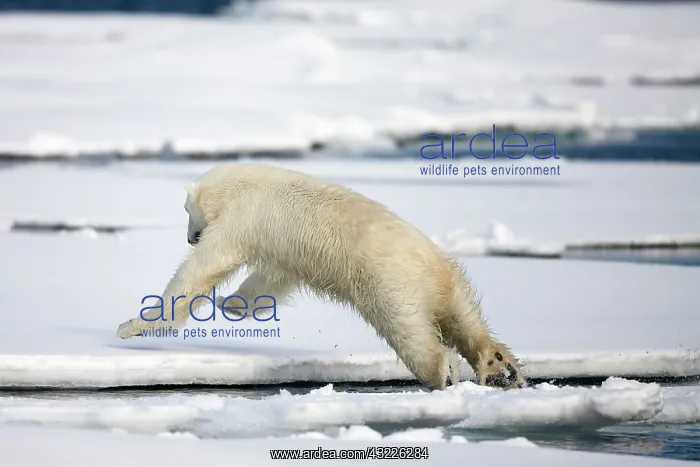 : Norway, Svalbard, Spitsbergen Island, Polar : Norway, Svalbard, Spitsbergen Island, Polar