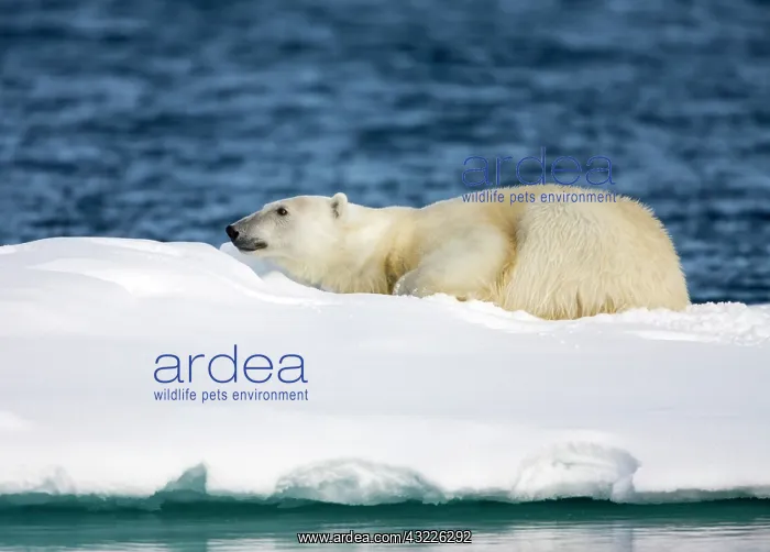 : Norway, Svalbard, Spitsbergen Island, Polar : Norway, Svalbard, Spitsbergen Island, Polar