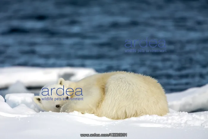 : Norway, Svalbard, Spitsbergen Island, Polar : Norway, Svalbard, Spitsbergen Island, Polar