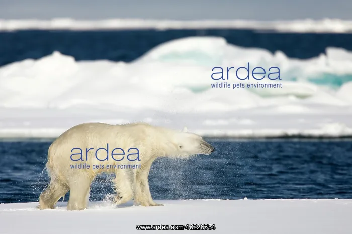 : Norway, Svalbard, Spitsbergen Island, Polar : Norway, Svalbard, Spitsbergen Island, Polar