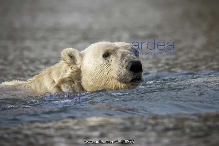 : Norway, Svalbard, Spitsbergen Island, Polar : Norway, Svalbard, Spitsbergen Island, Polar