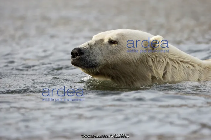 : Norway, Svalbard, Spitsbergen Island, Polar : Norway, Svalbard, Spitsbergen Island, Polar
