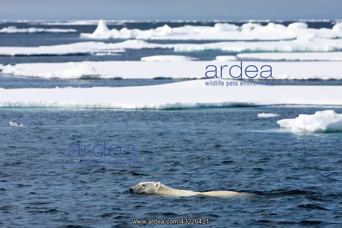 : Norway, Svalbard, Spitsbergen Island, Polar : Norway, Svalbard, Spitsbergen Island, Polar