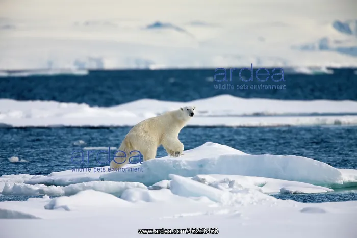 : Norway, Svalbard, Spitsbergen Island, Polar : Norway, Svalbard, Spitsbergen Island, Polar