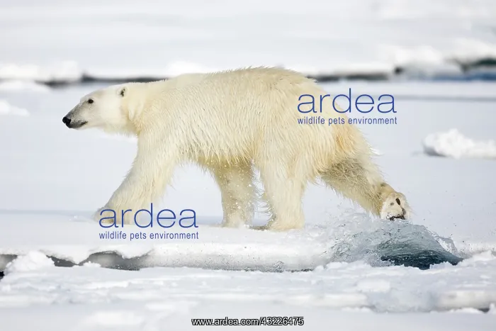 : Norway, Svalbard, Spitsbergen Island, Polar : Norway, Svalbard, Spitsbergen Island, Polar