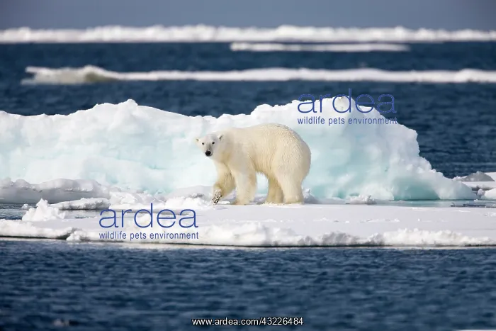 : Norway, Svalbard, Spitsbergen Island, Polar : Norway, Svalbard, Spitsbergen Island, Polar