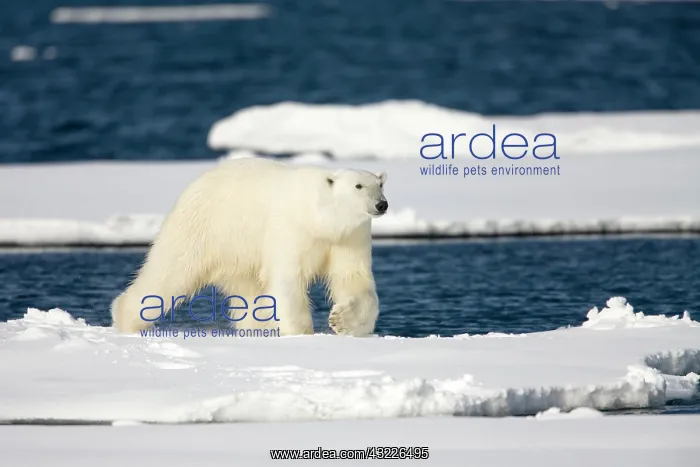 : Norway, Svalbard, Spitsbergen Island, Polar : Norway, Svalbard, Spitsbergen Island, Polar