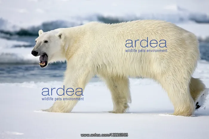 : Norway, Svalbard, Spitsbergen Island, Polar : Norway, Svalbard, Spitsbergen Island, Polar