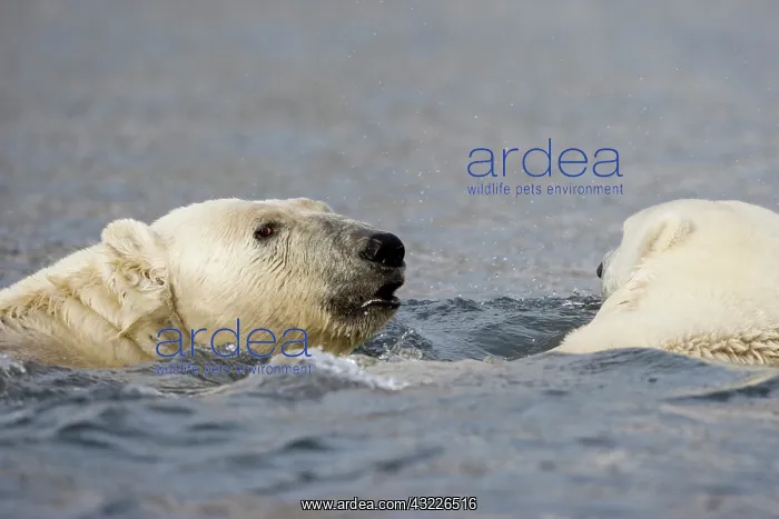 : Norway, Svalbard, Spitsbergen Island, Polar : Norway, Svalbard, Spitsbergen Island, Polar