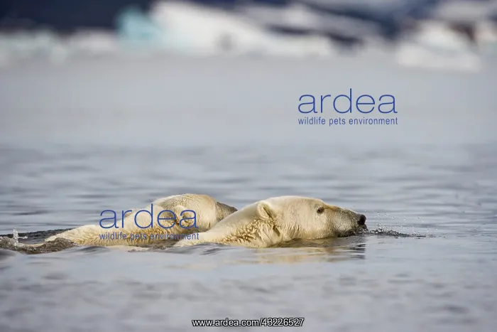 : Norway, Svalbard, Spitsbergen Island, Polar : Norway, Svalbard, Spitsbergen Island, Polar
