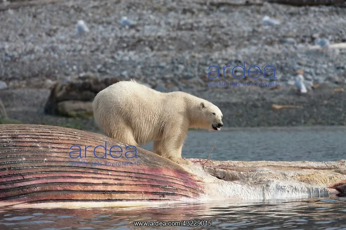 : Norway, Svalbard, Spitsbergen Island, Polar : Norway, Svalbard, Spitsbergen Island, Polar