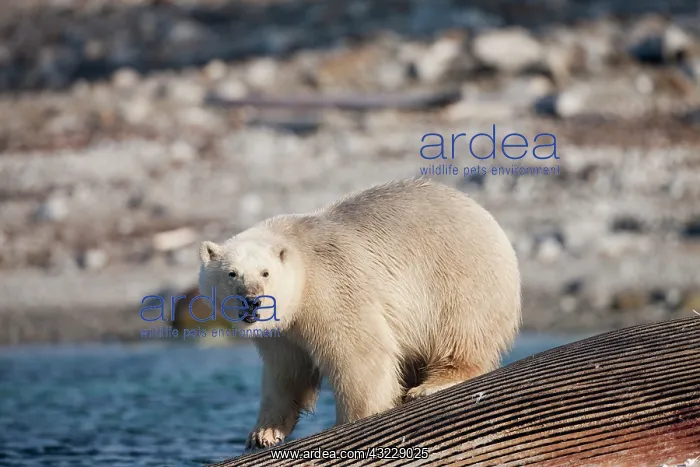 : Norway, Svalbard, Spitsbergen Island, Polar : Norway, Svalbard, Spitsbergen Island, Polar