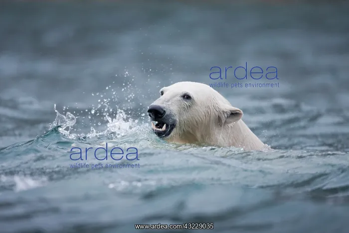 : Norway, Svalbard, Spitsbergen Island, Polar : Norway, Svalbard, Spitsbergen Island, Polar