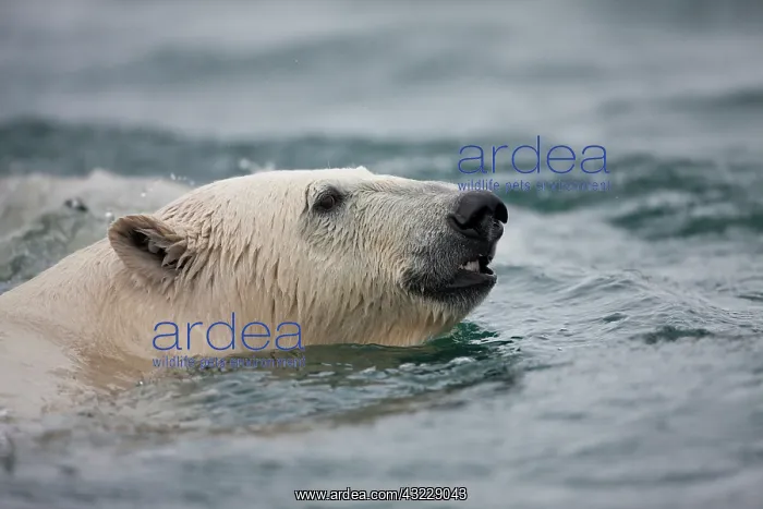 : Norway, Svalbard, Spitsbergen Island, Polar : Norway, Svalbard, Spitsbergen Island, Polar