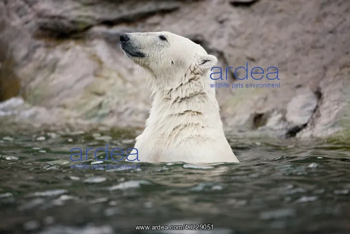 : Norway, Svalbard, Spitsbergen Island, Polar : Norway, Svalbard, Spitsbergen Island, Polar
