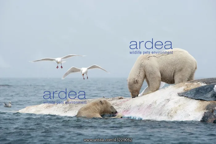 : Norway, Svalbard, Spitsbergen Island, Polar : Norway, Svalbard, Spitsbergen Island, Polar