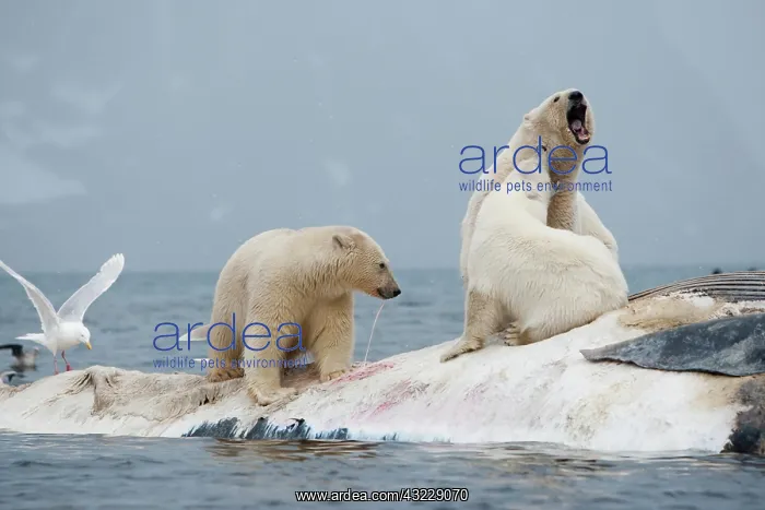  : Norway, Svalbard, Spitsbergen Island, Polar