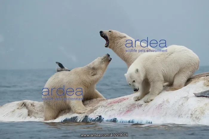 : Norway, Svalbard, Spitsbergen Island, Polar : Norway, Svalbard, Spitsbergen Island, Polar