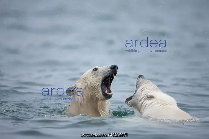 : Norway, Svalbard, Spitsbergen Island, Polar : Norway, Svalbard, Spitsbergen Island, Polar