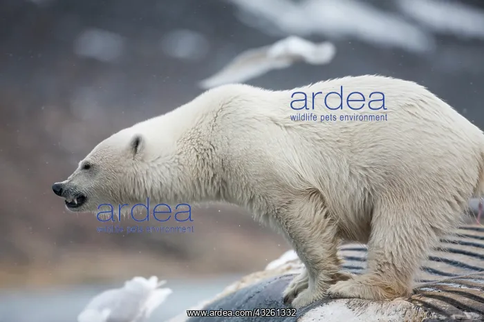: Norway, Svalbard, Spitsbergen Island, Polar : Norway, Svalbard, Spitsbergen Island, Polar