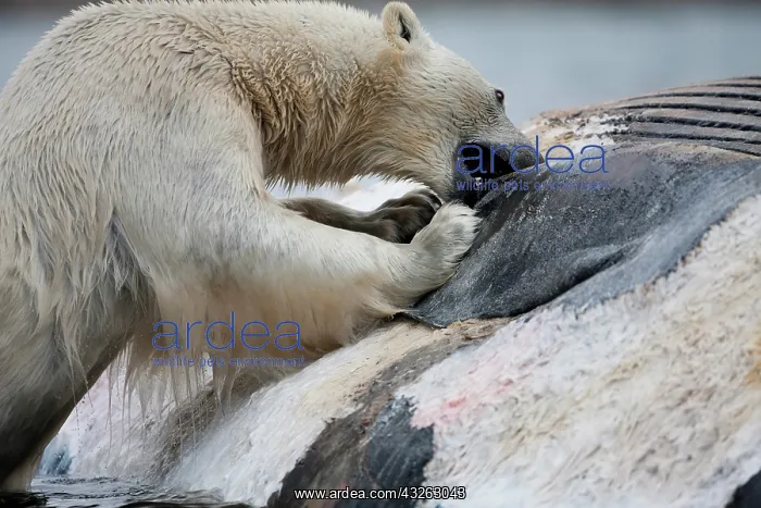 : Norway, Svalbard, Spitsbergen Island, Polar : Norway, Svalbard, Spitsbergen Island, Polar