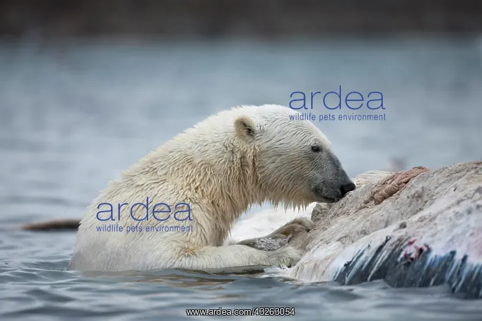 : Norway, Svalbard, Spitsbergen Island, Polar : Norway, Svalbard, Spitsbergen Island, Polar