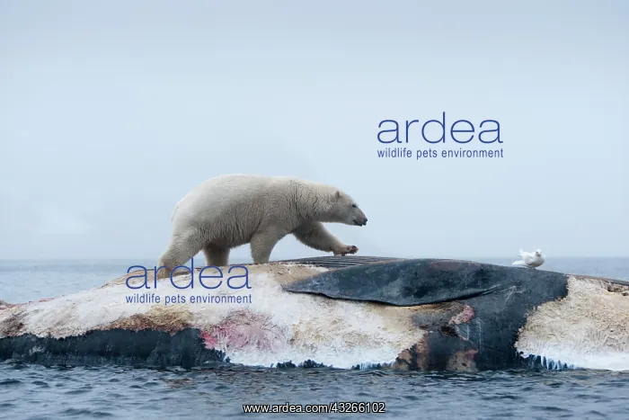 : Norway, Svalbard, Spitsbergen Island, Polar : Norway, Svalbard, Spitsbergen Island, Polar